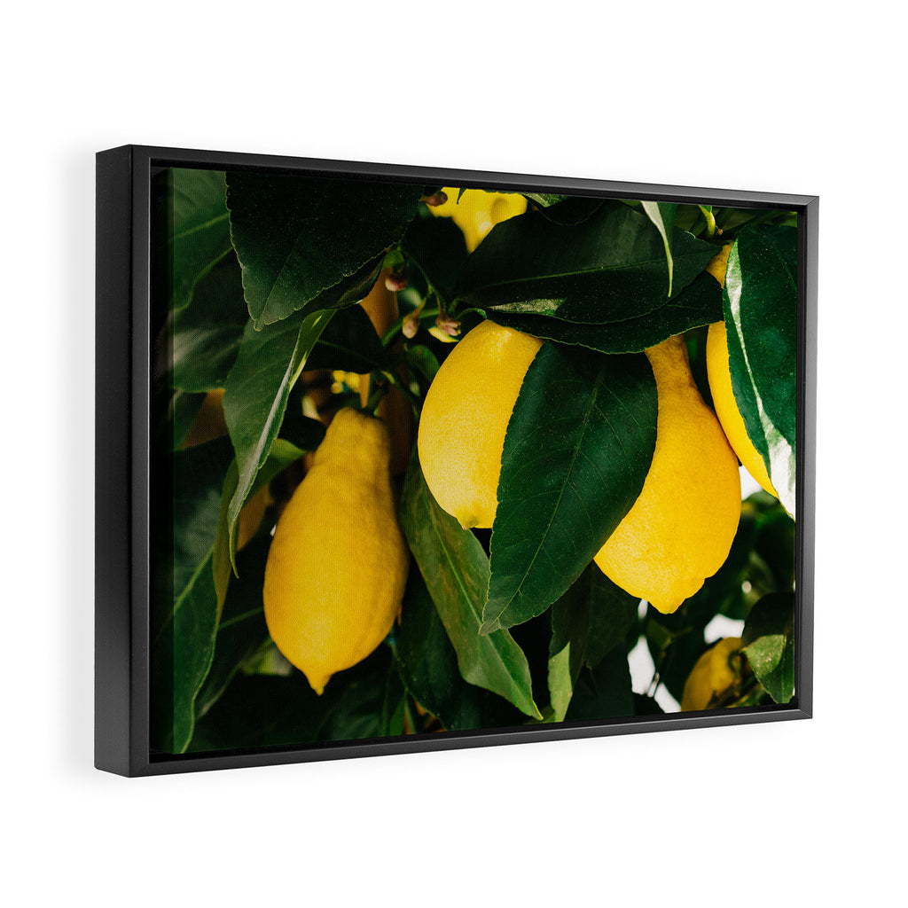 Amalfi Coast Lemons Framed Canvas Print Gallery Image 2