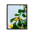 Amalfi Coast Lemons III Framed Canvas Print Gallery Image 6