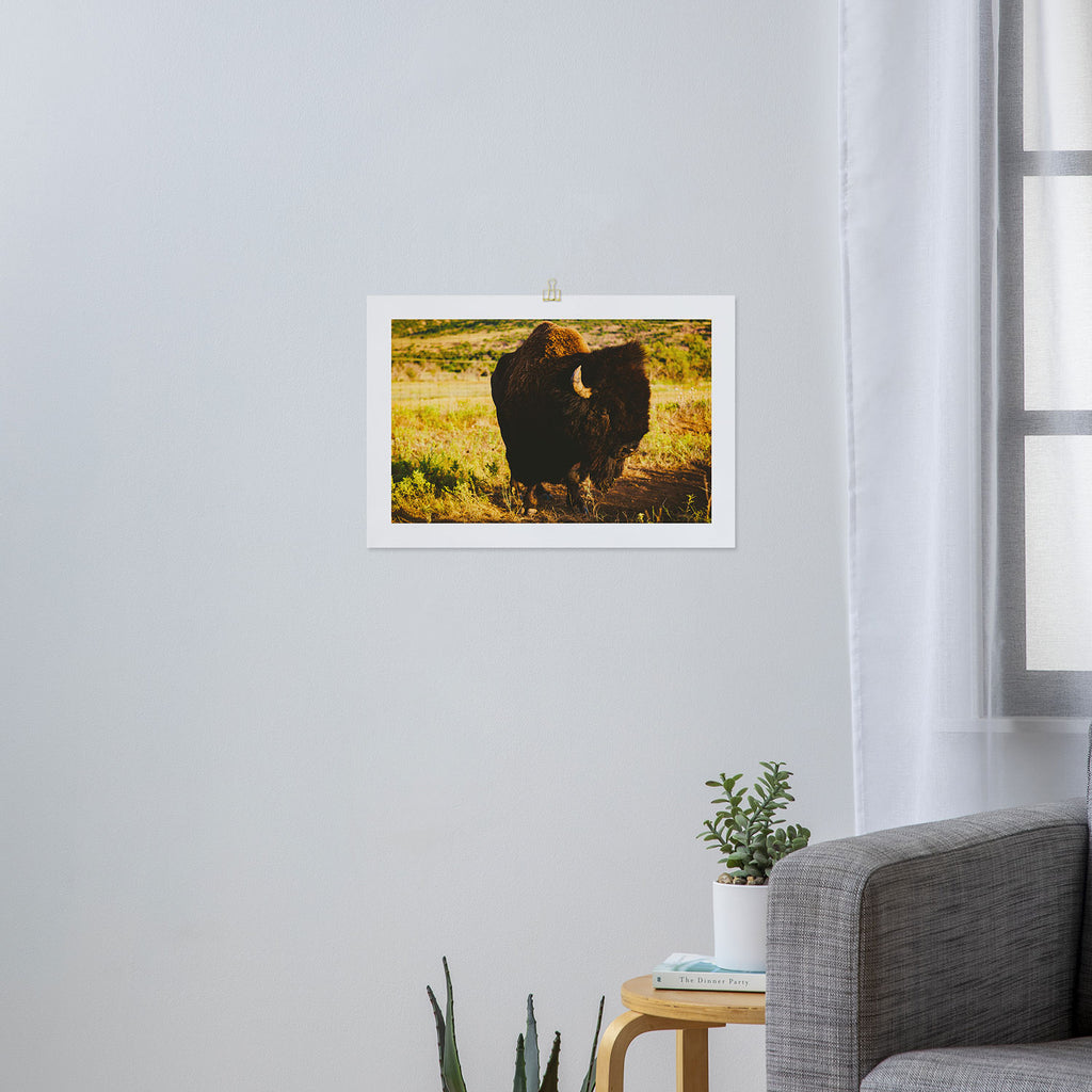 Buffalo Beauty Art Print Gallery Image 3