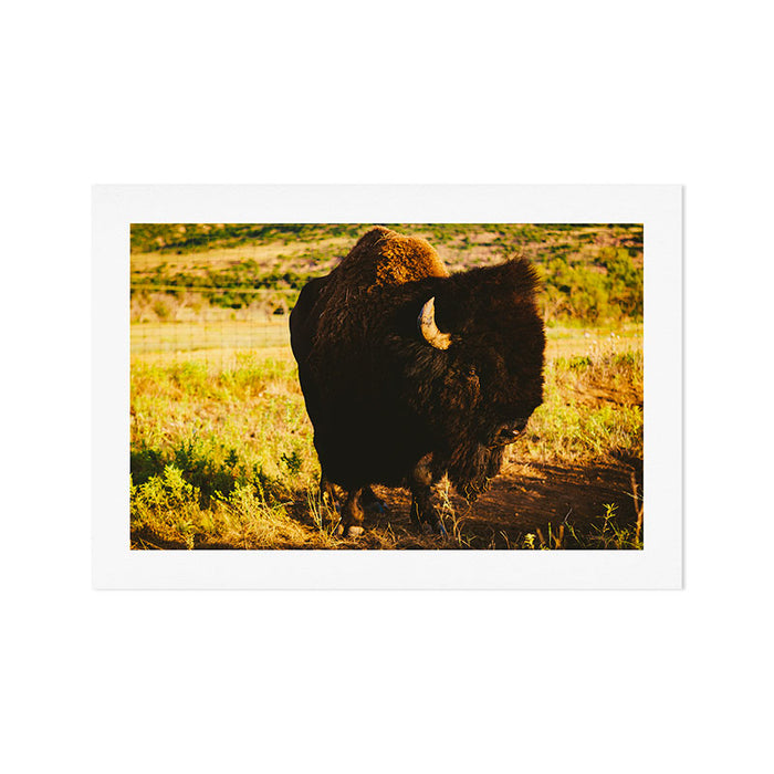 Buffalo Beauty Art Print Gallery Image 1