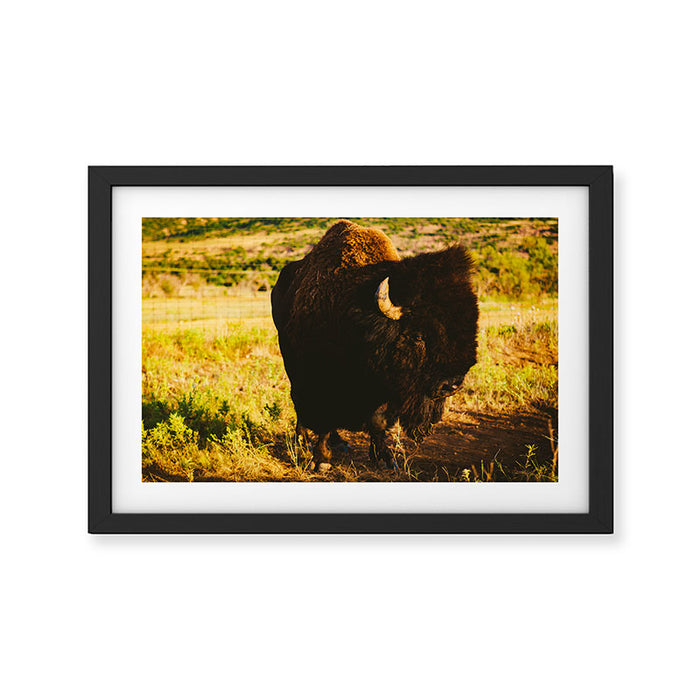 Buffalo Beauty Framed Art Print Gallery Image 1