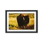 Buffalo Beauty Framed Art Print Gallery Image 2
