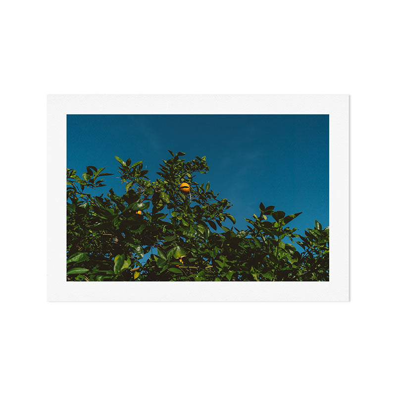 California Orange Tree III Art Print Gallery Image 1