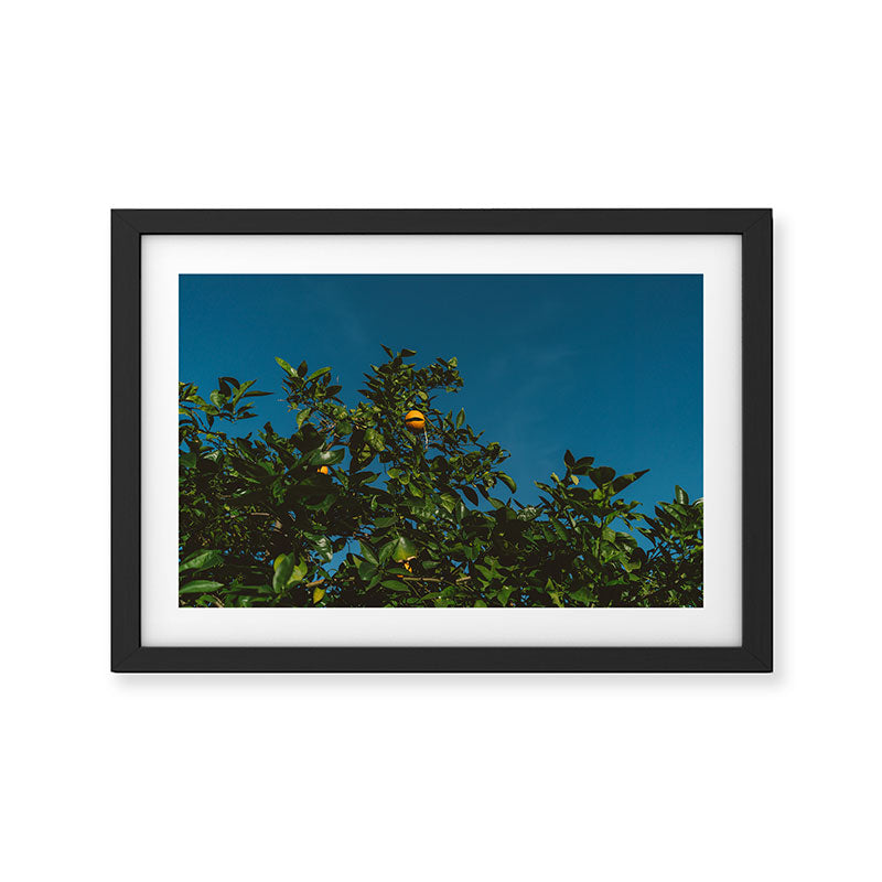California Orange Tree III Framed Art Print Gallery Image 2