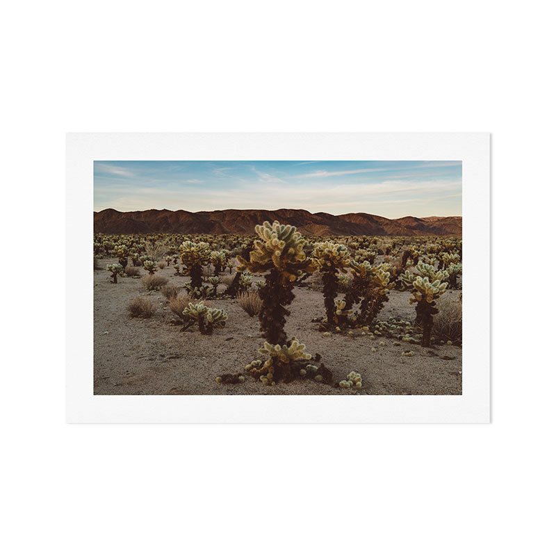 Cholla Cactus Garden XII Art Print Gallery Image 1