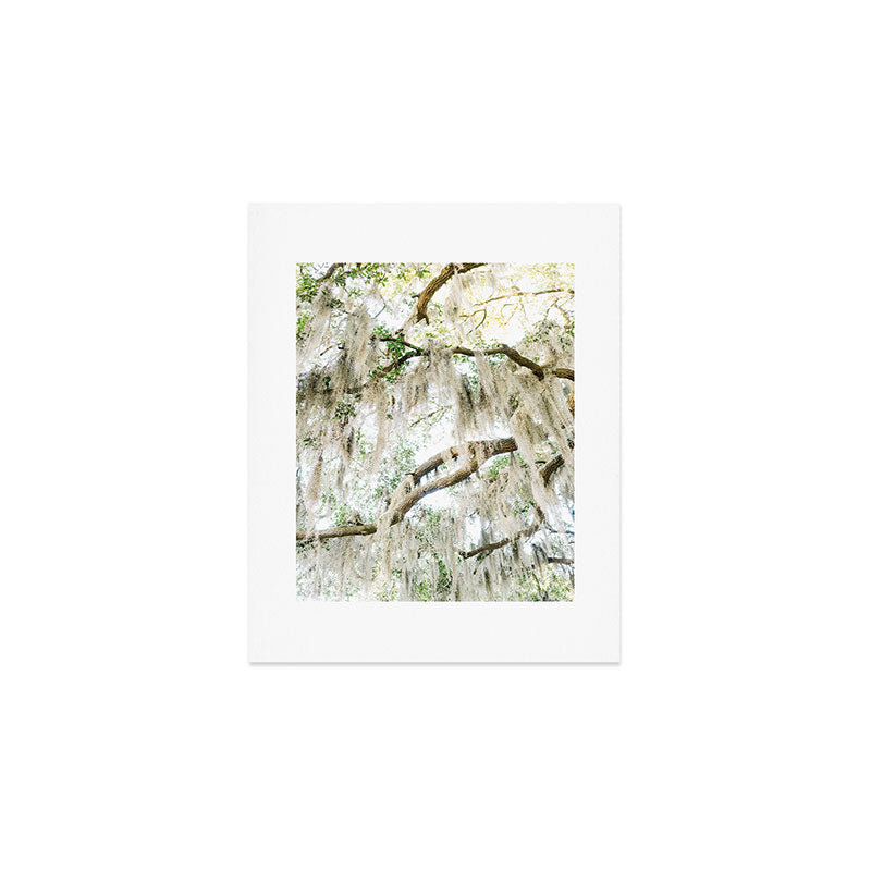 Savannah Spanish Moss XIV Art Print Gallery Image 1
