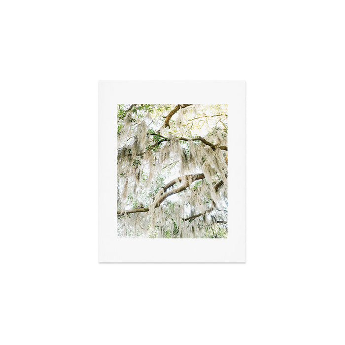 Savannah Spanish Moss XIV Art Print Gallery Image 1