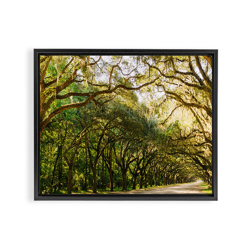 Savannah Wormsloe Historic Site VI Framed Canvas Print Gallery Image 6