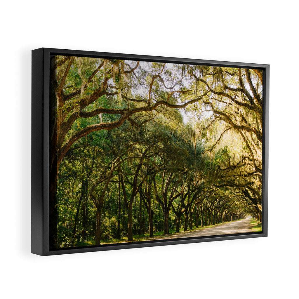 Savannah Wormsloe Historic Site VI Framed Canvas Print Gallery Image 2