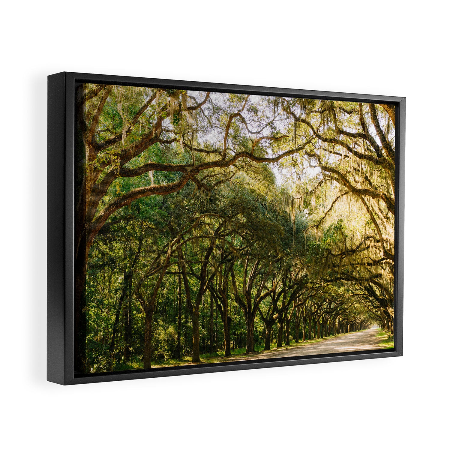Savannah Wormsloe Historic Site VI Framed Canvas Print Gallery Image 2