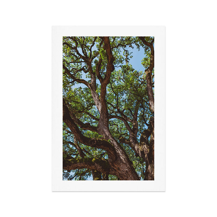 Texas Cottonwood Art Print Gallery Image 1