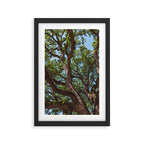 Texas Cottonwood Framed Art Print Gallery Image 2