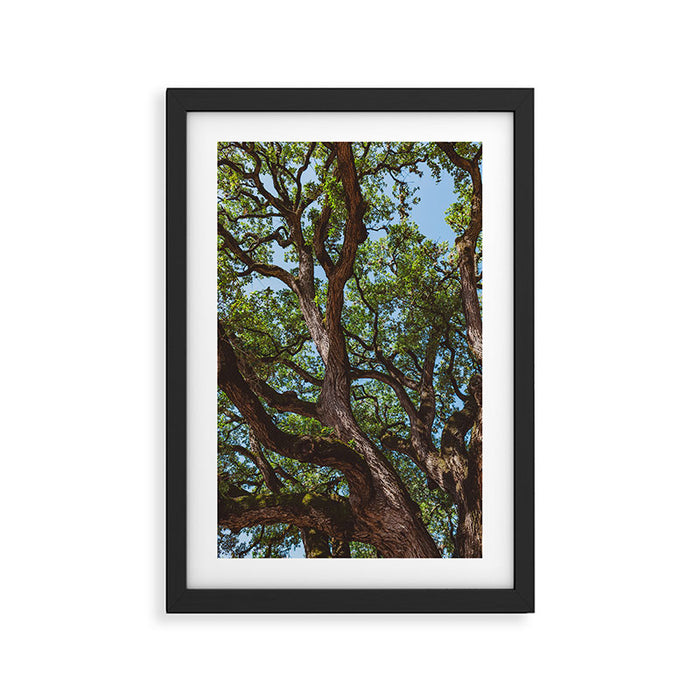 Texas Cottonwood Framed Art Print Gallery Image 1