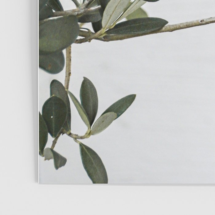 Green Olive Tree Leaves Photo | Botanical Spain Art Print Tenerife Island Nature Travel Photography Poster Gallery Image 3