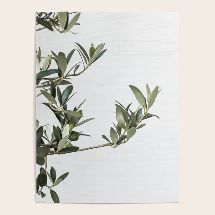 Green Olive Tree Leaves Photo | Botanical Spain Art Print Tenerife Island Nature Travel Photography Poster Gallery Image 4