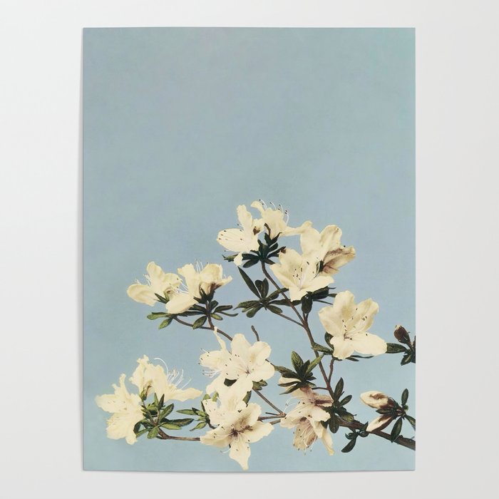 Japanese Azaleas by Ogawa Kazumasa Poster Gallery Image 1