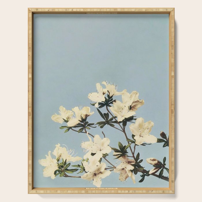 Japanese Azaleas by Ogawa Kazumasa Serving Tray Gallery Image 1