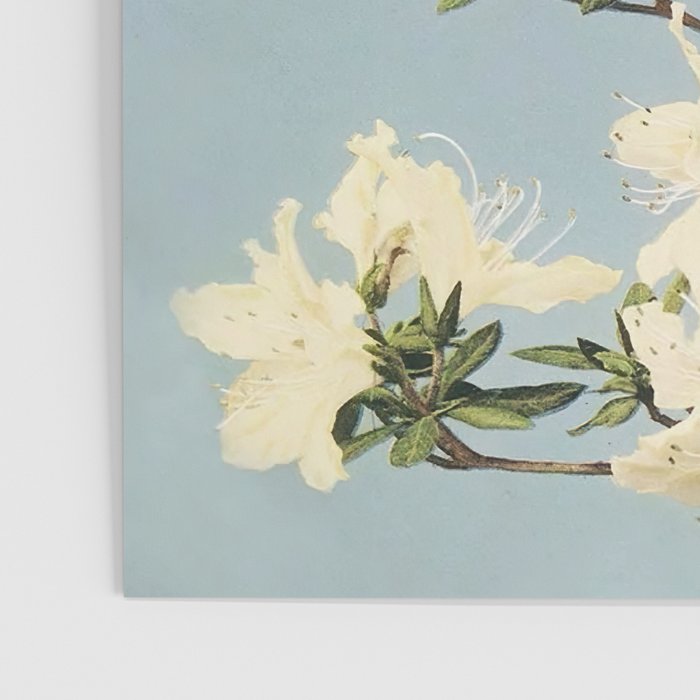 Japanese Azaleas by Ogawa Kazumasa Poster Gallery Image 3