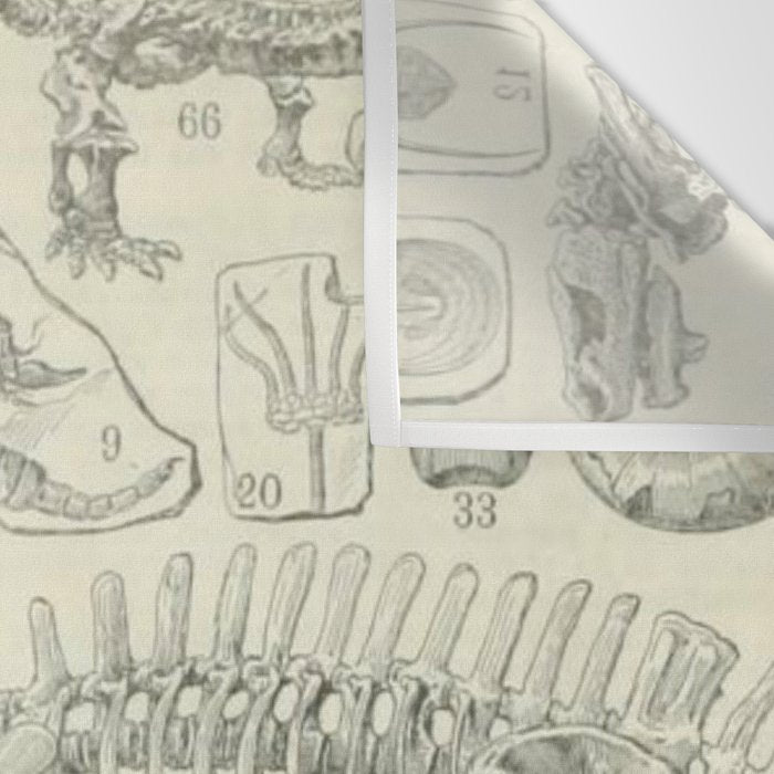 Fossil Chart Wall Tapestry Gallery Image 3