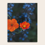 Bloom Time - Landscape and Nature Photography Notebook Gallery Image 4