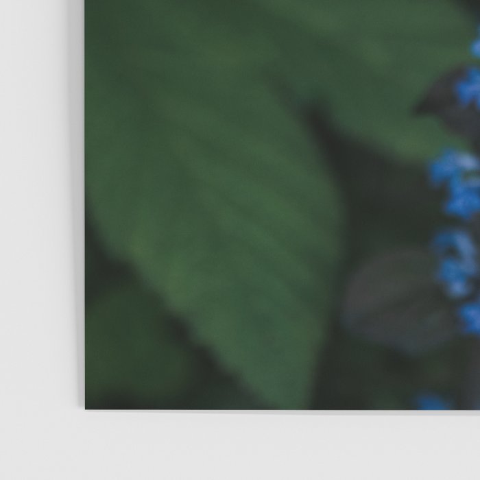 Bloom Time - Landscape and Nature Photography Poster Gallery Image 3