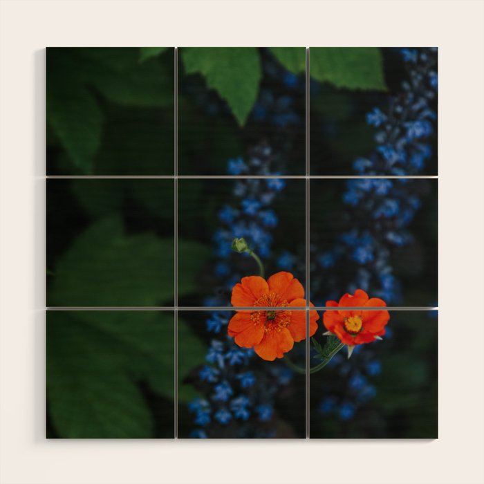 Bloom Time - Landscape and Nature Photography Wood Wall Art Gallery Image 1