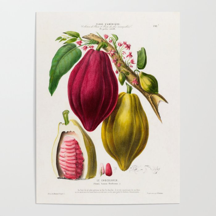 Cacao from "Flore dâAmÃ©rique" by Ãtienne Denisse, 1840s Poster Gallery Image 4