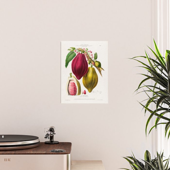 Cacao from "Flore dâAmÃ©rique" by Ãtienne Denisse, 1840s Poster Gallery Image 2