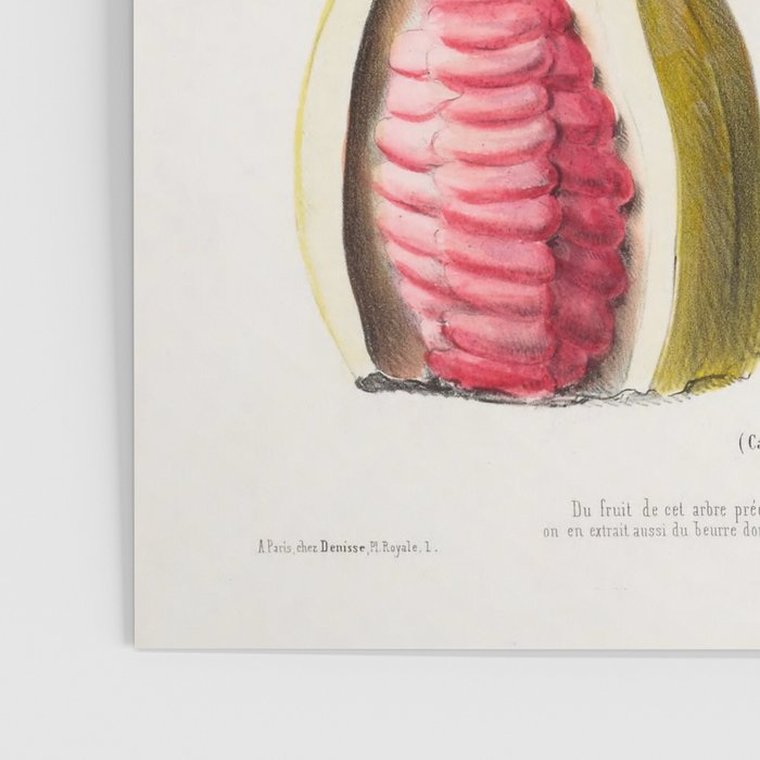 Cacao from "Flore dâAmÃ©rique" by Ãtienne Denisse, 1840s Poster Gallery Image 3