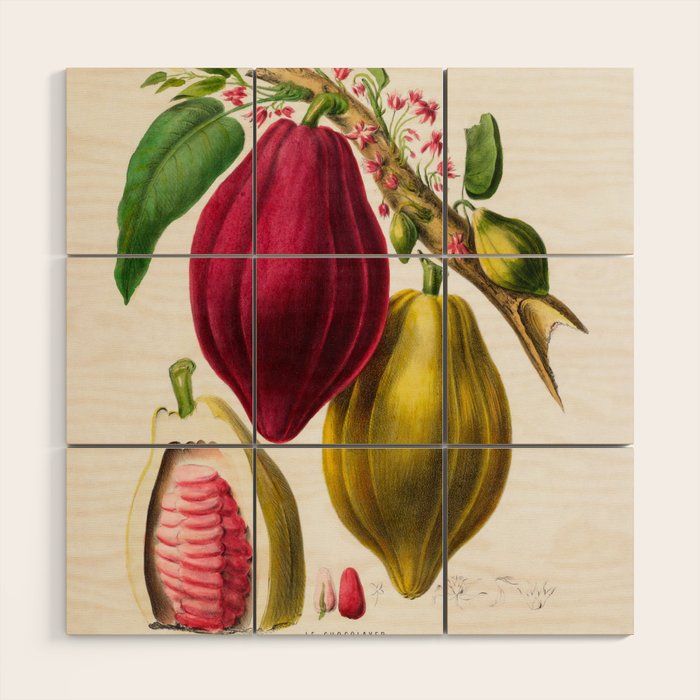 Cacao from "Flore dâAmÃ©rique" by Ãtienne Denisse, 1840s Wood Wall Art Gallery Image 1