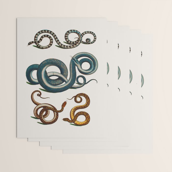 Albertus Seba Coiled Big Blue  Wrapping Paper Gallery Image 3