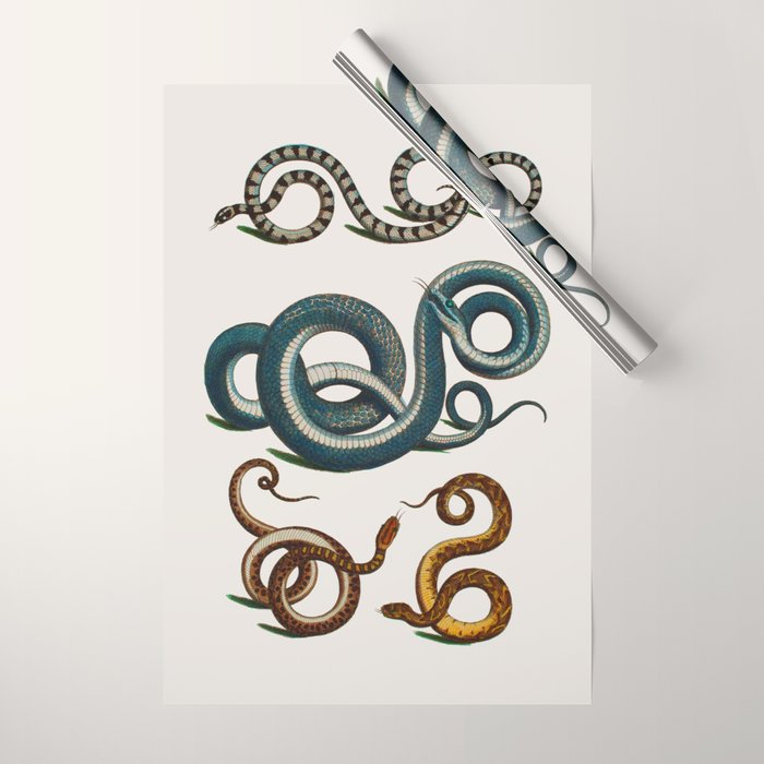 Albertus Seba Coiled Big Blue  Wrapping Paper Gallery Image 1