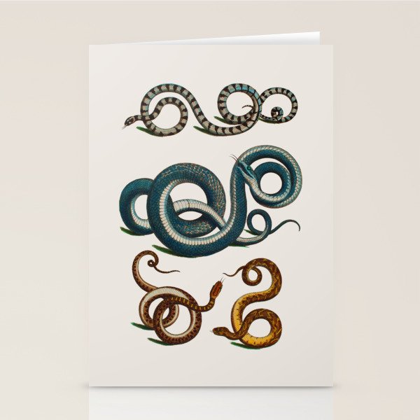 Albertus Seba Coiled Big Blue  Stationery Card Gallery Image 2