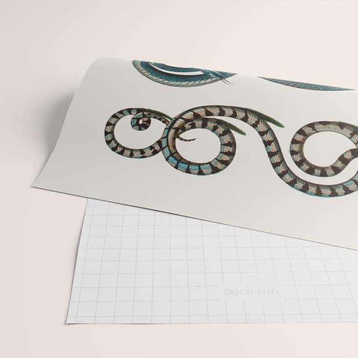Albertus Seba Coiled Big Blue  Wrapping Paper Gallery Image 2