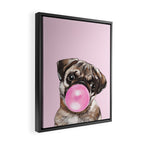 Pug with Pink Bubble Gum Framed Canvas Print Gallery Image 2
