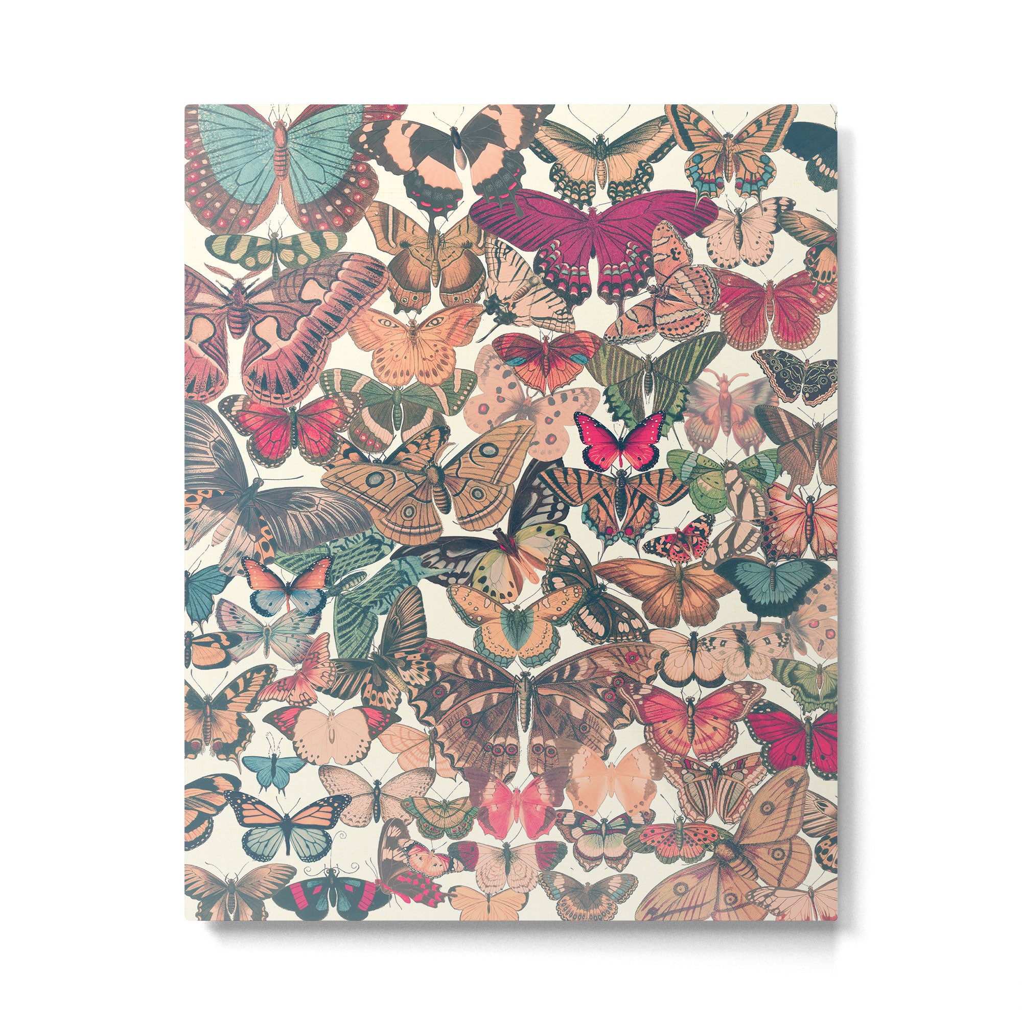 Butterfly Box Metal Print Gallery Image 4