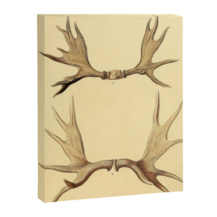 Antique Antlers Canvas Print Gallery Image 1