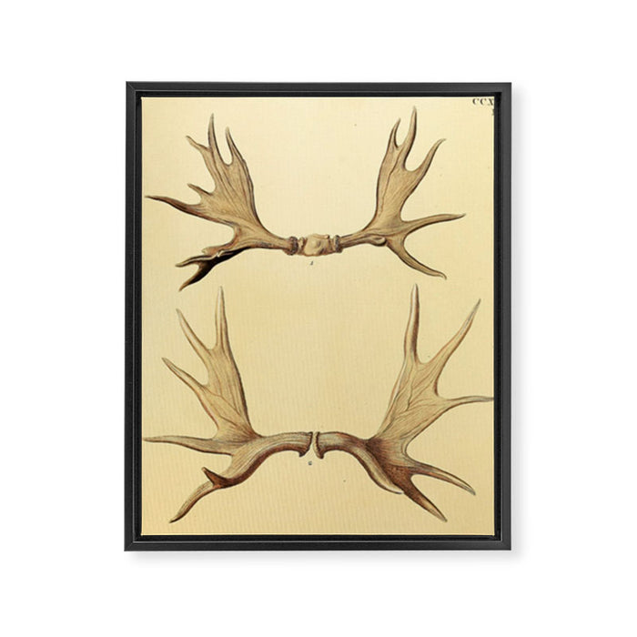 Antique Antlers Framed Canvas Print Gallery Image 1