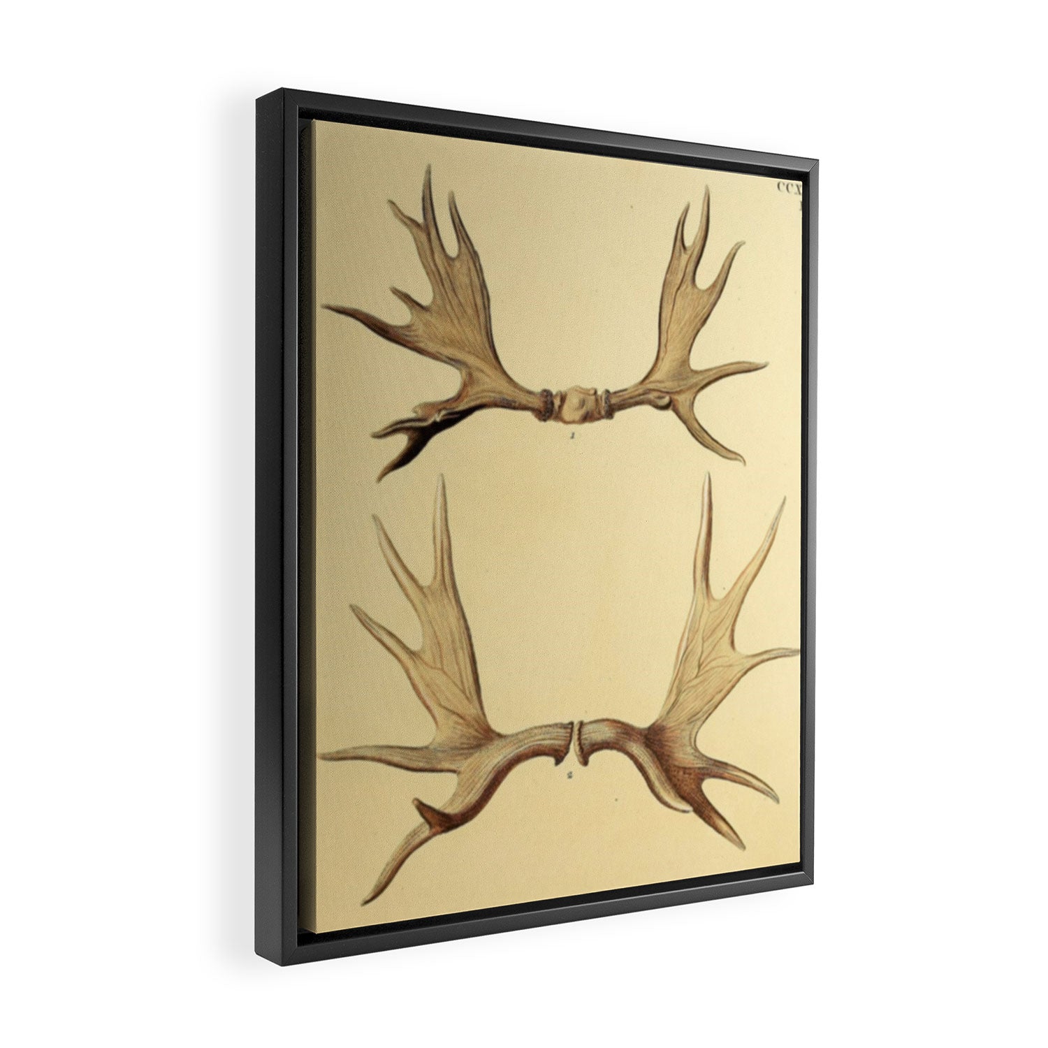 Antique Antlers Framed Canvas Print Gallery Image 2