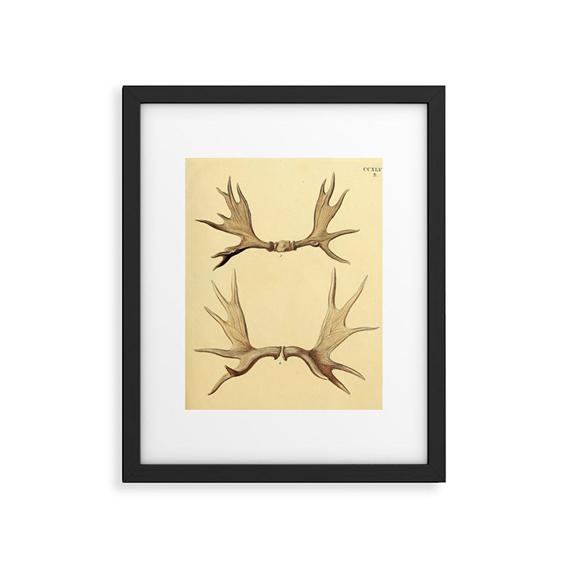 Antique Antlers Framed Art Print Gallery Image 5