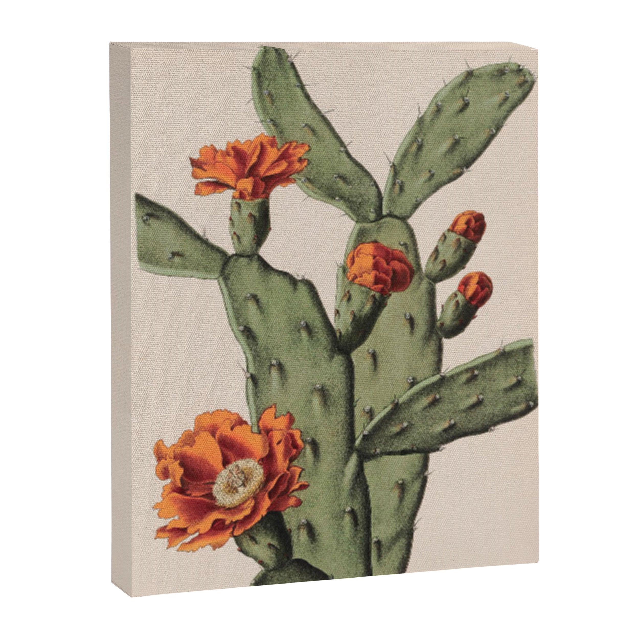 Botanical Cactus Canvas Print Gallery Image 6