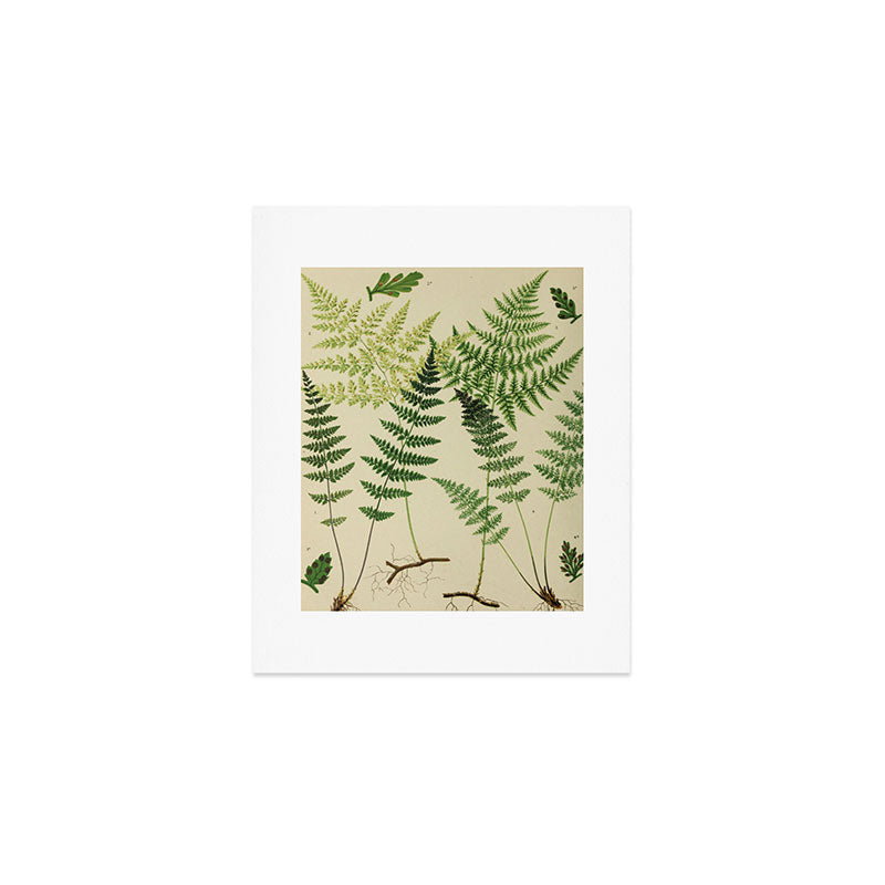 Botanical Ferns Art Print Gallery Image 1