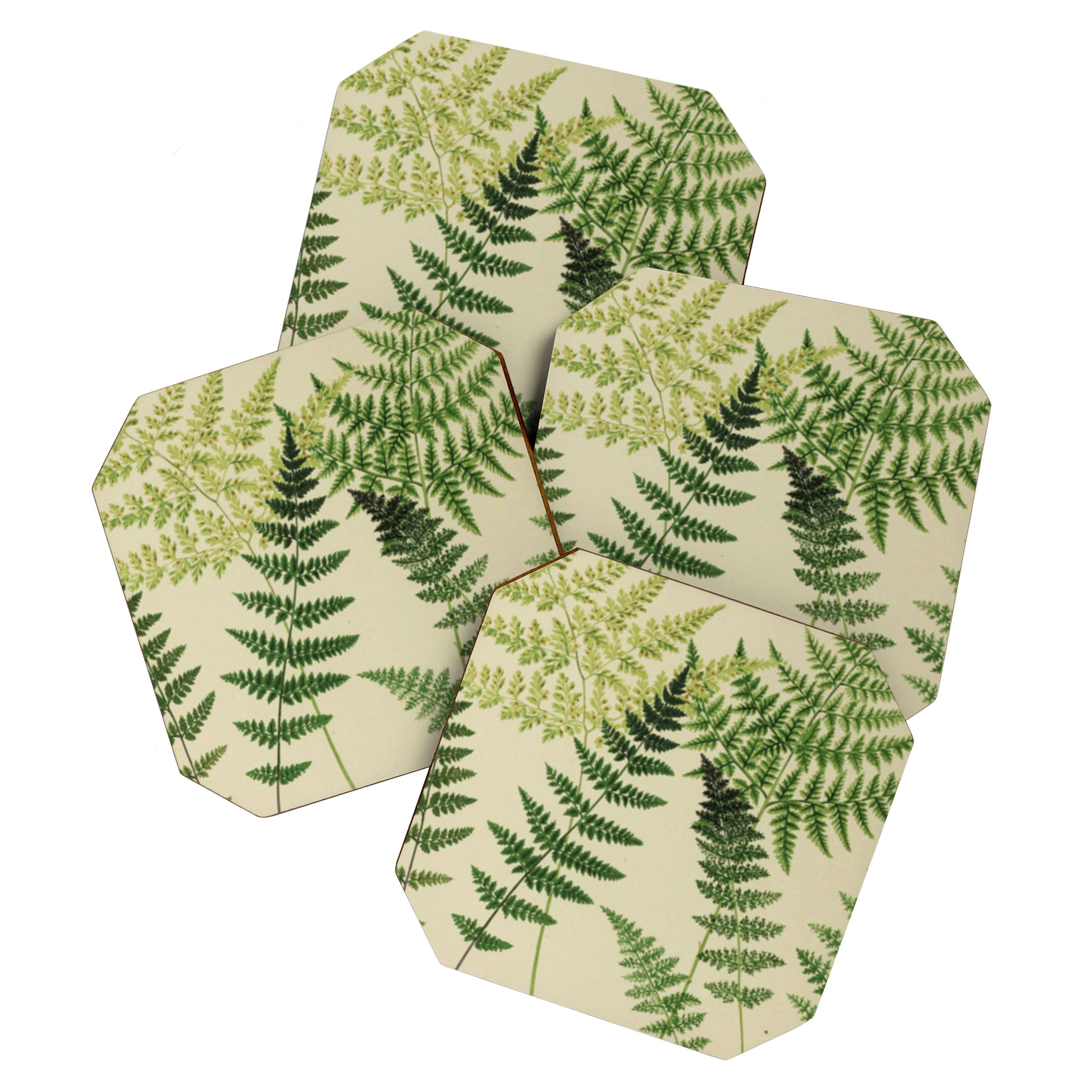Botanical Ferns Coaster Gallery Image 1