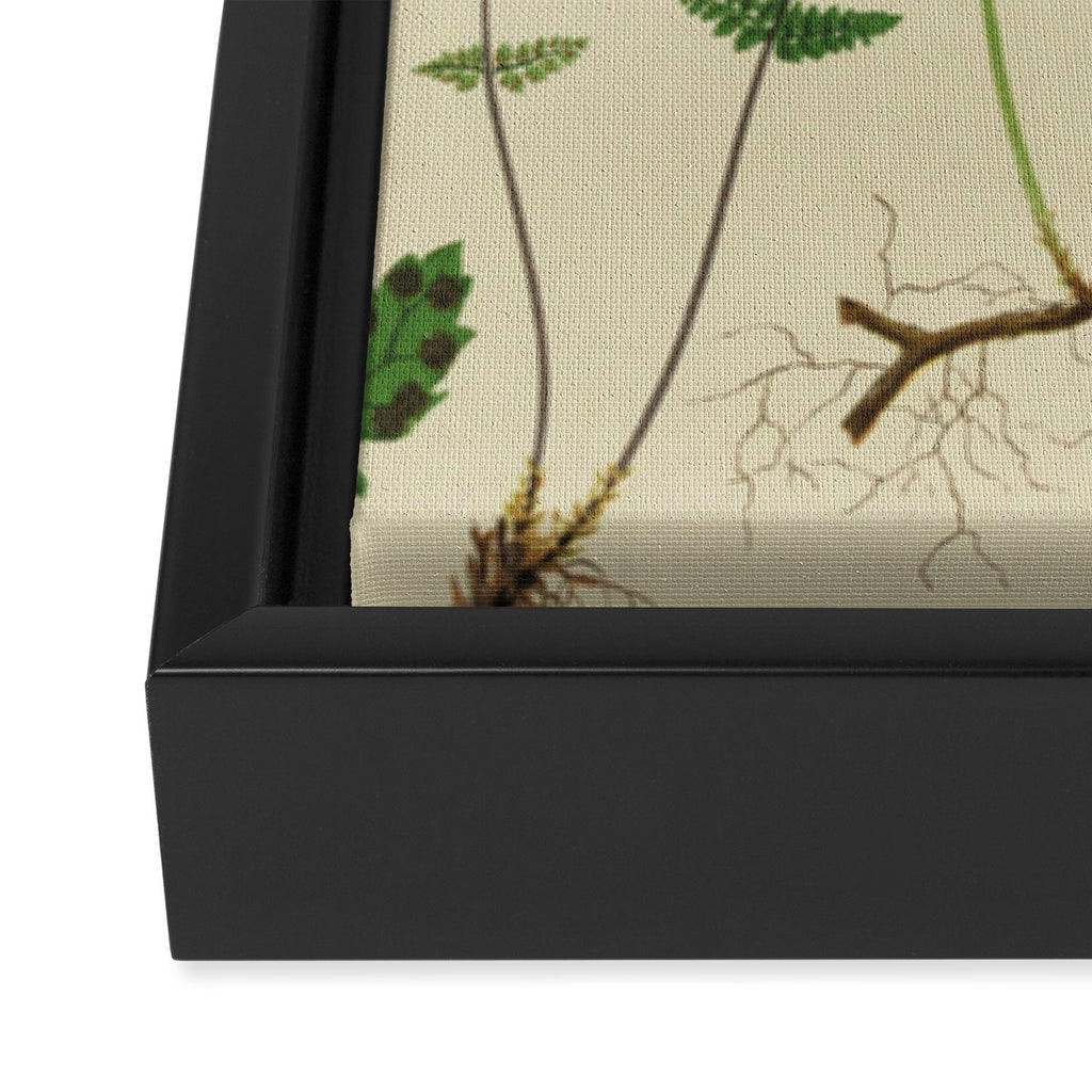 Botanical Ferns Framed Canvas Print Gallery Image 3