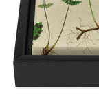 Botanical Ferns Framed Canvas Print Gallery Image 3