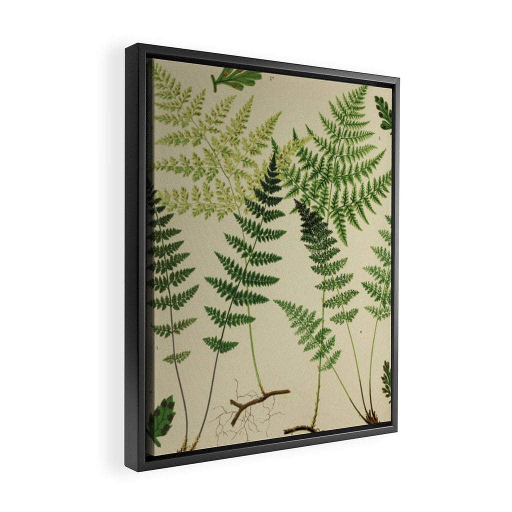 Botanical Ferns Framed Canvas Print Gallery Image 2