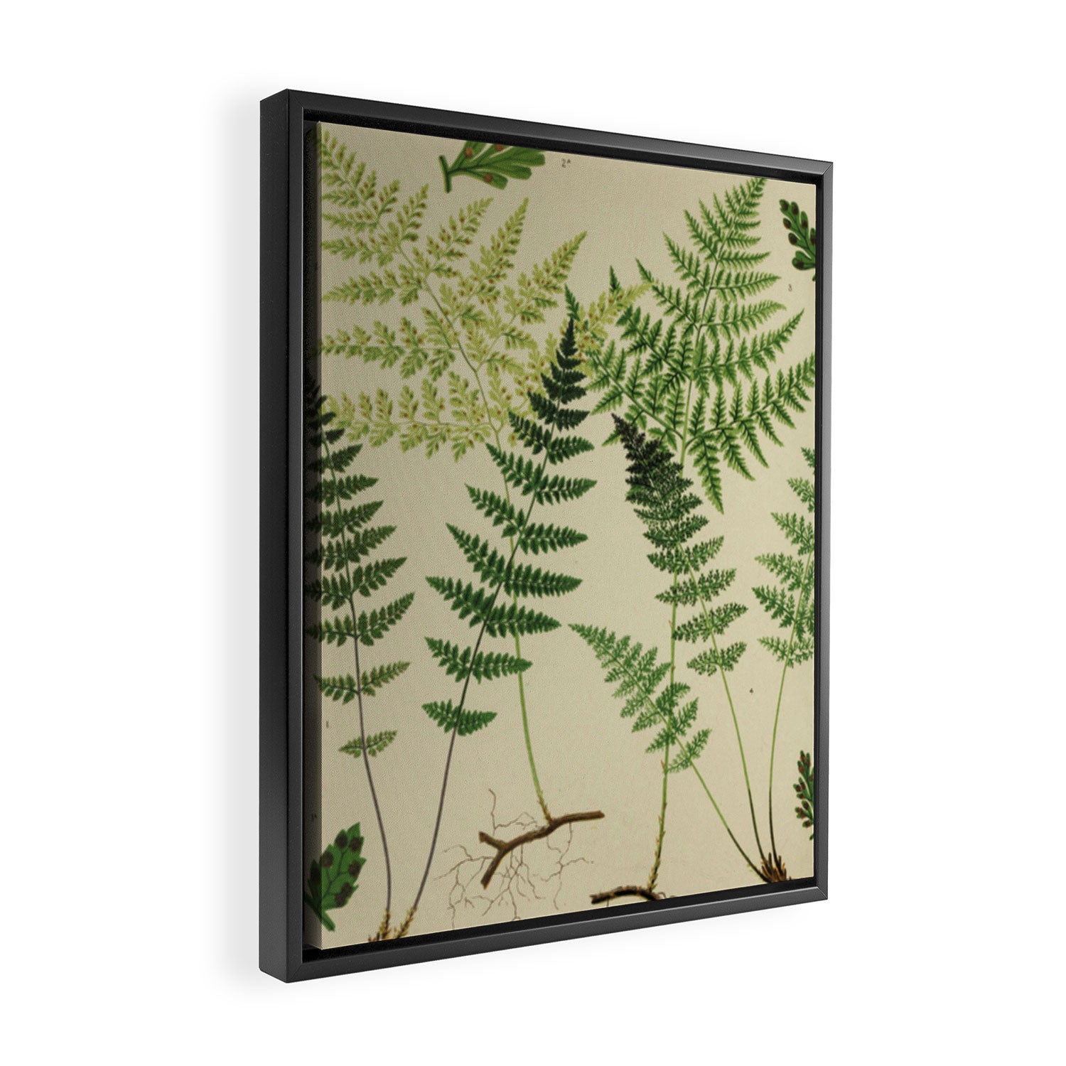 Botanical Ferns Framed Canvas Print Gallery Image 2