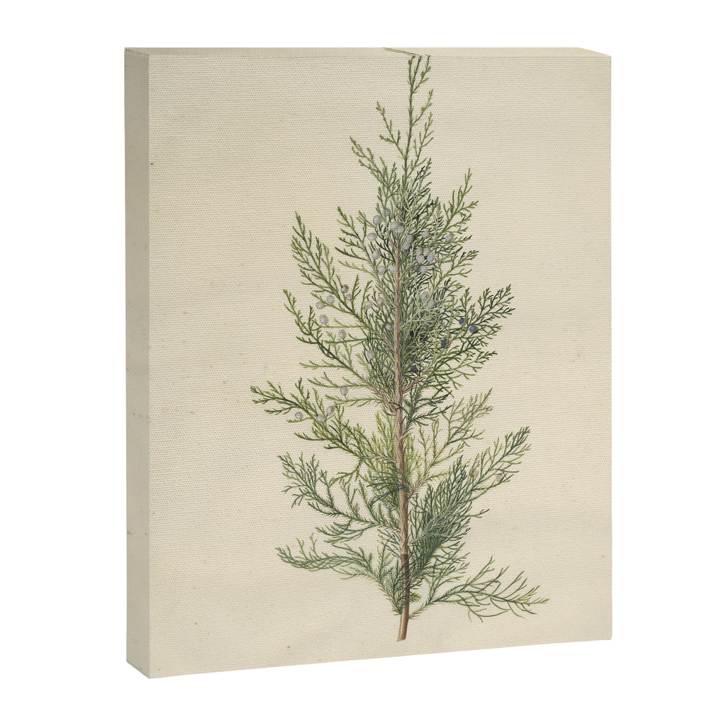 Botanical Juniper Canvas Print Gallery Image 6
