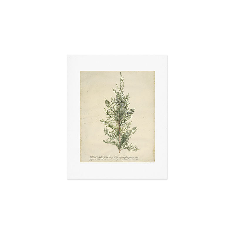 Botanical Juniper Art Print Gallery Image 1