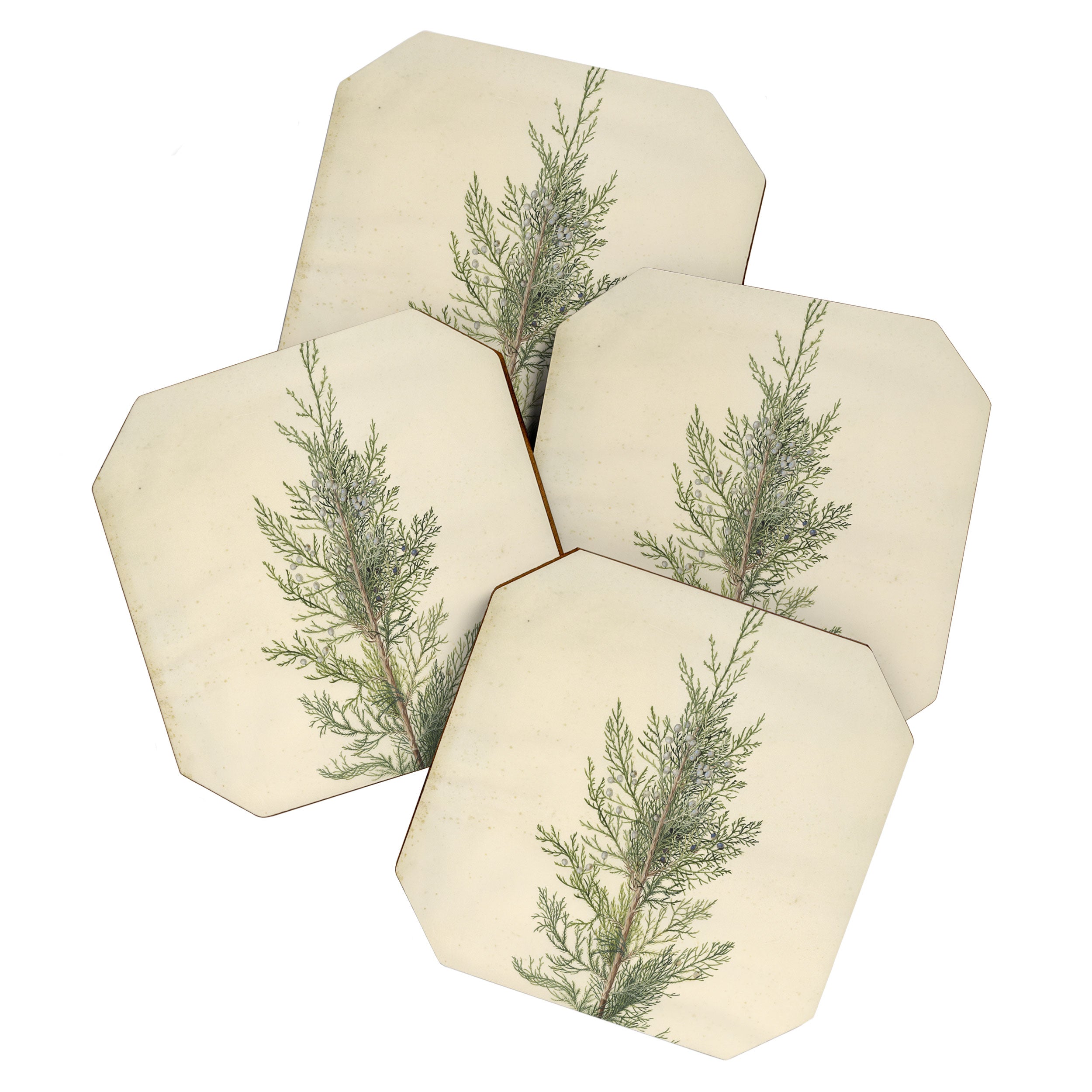 Botanical Juniper Coaster Gallery Image 1